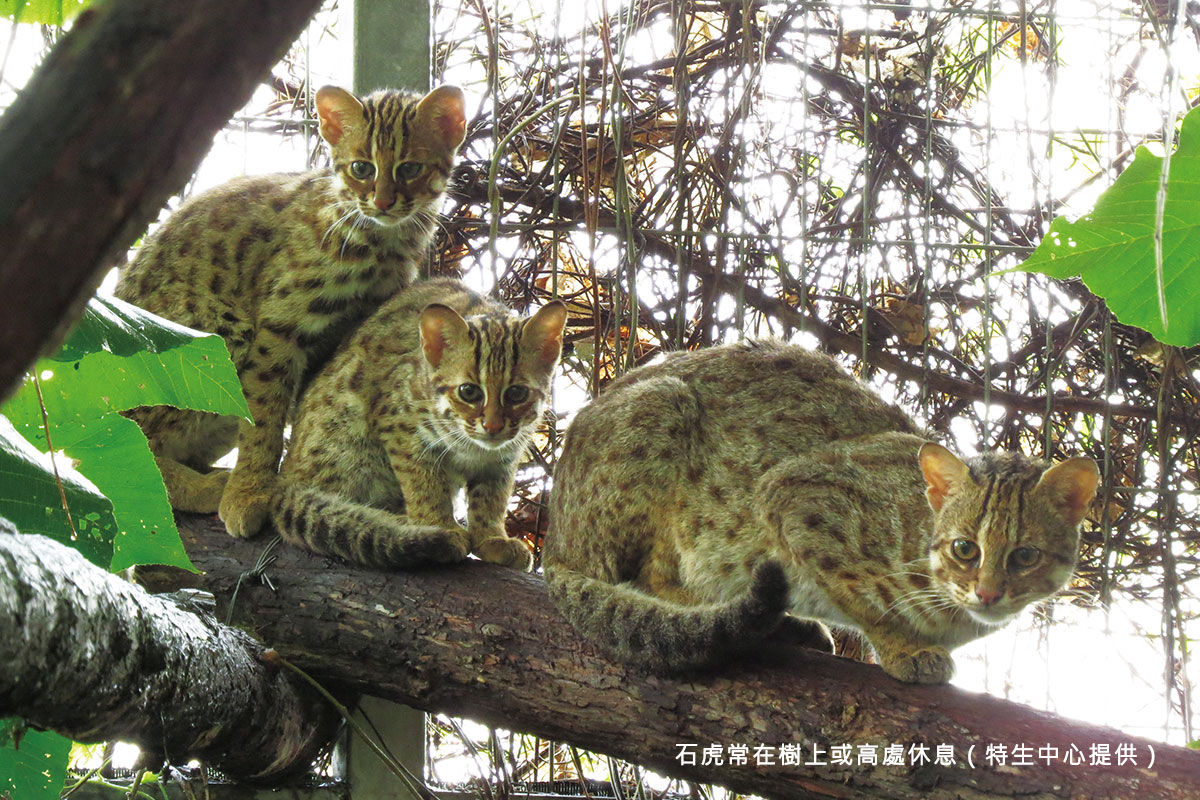 Leopard Cat